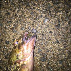 チニングするもガシラ１匹